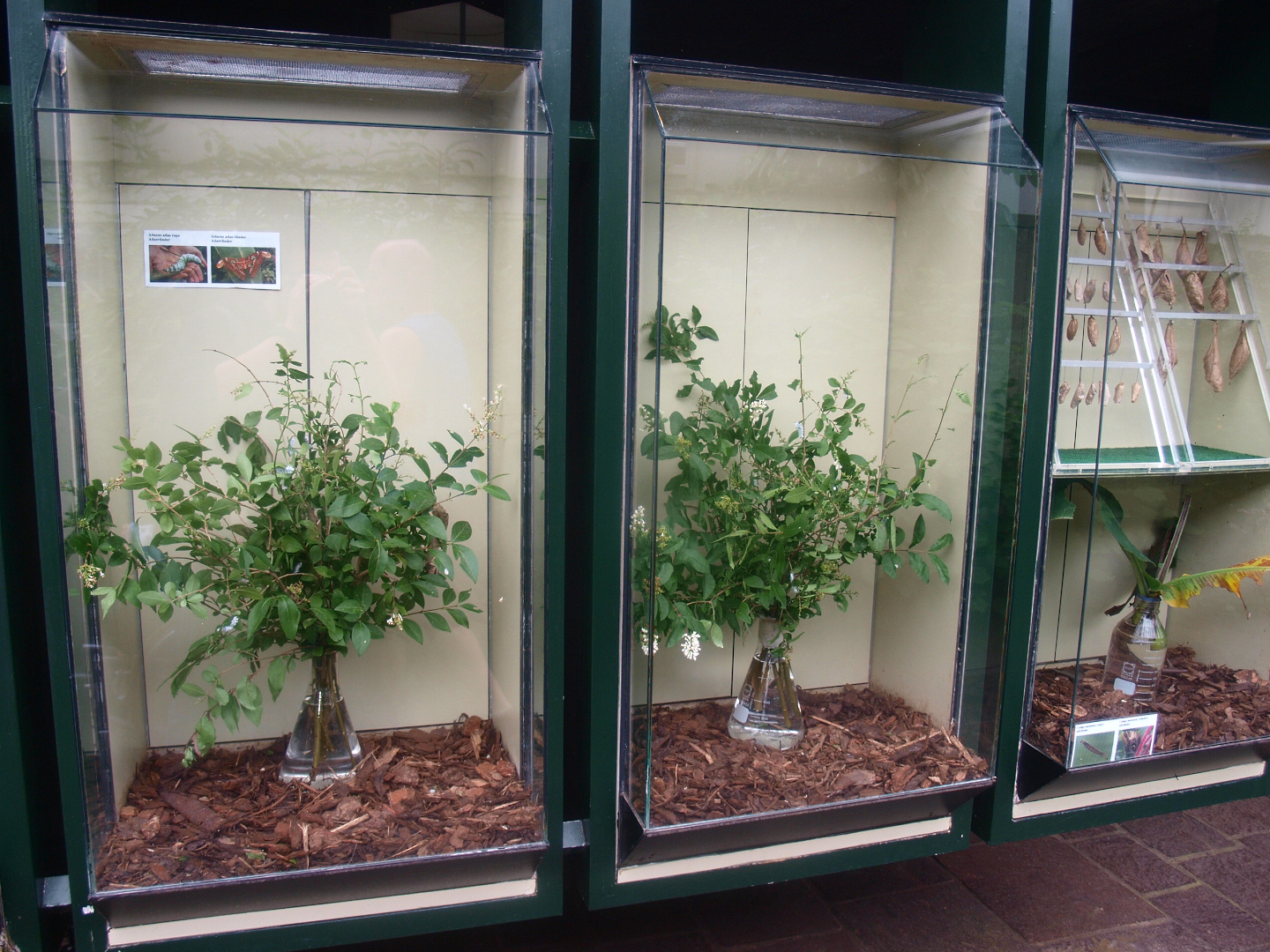 Biochron - Caterpillar raising and butterfly hatching cabinets, 2015-07-19
