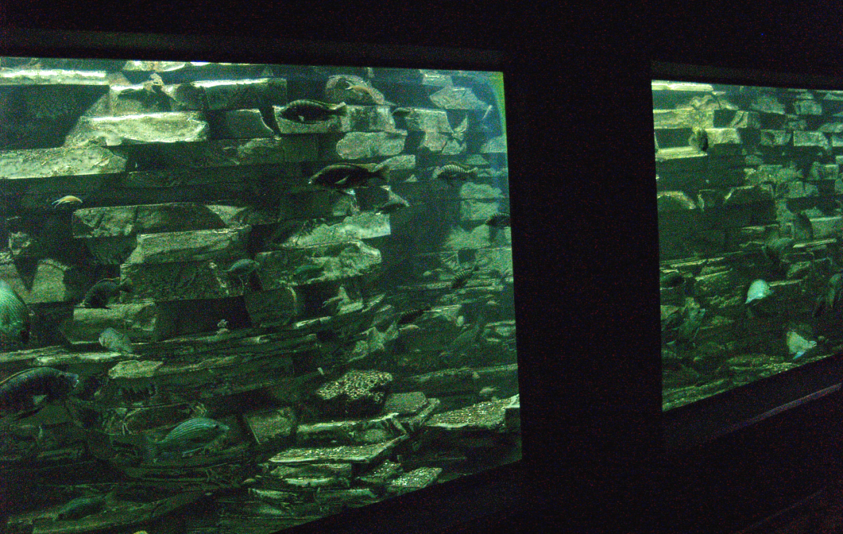 Biochron - Cichlids tank, 2008-03-01