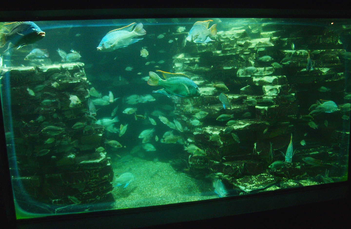 Biochron - Cichlids tank, 2015-07-19