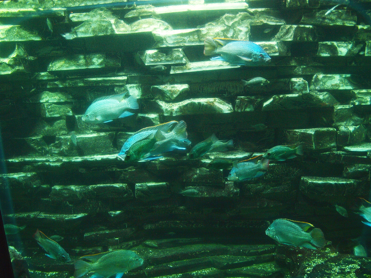 Biochron - Cichlids tank, 2015-07-19