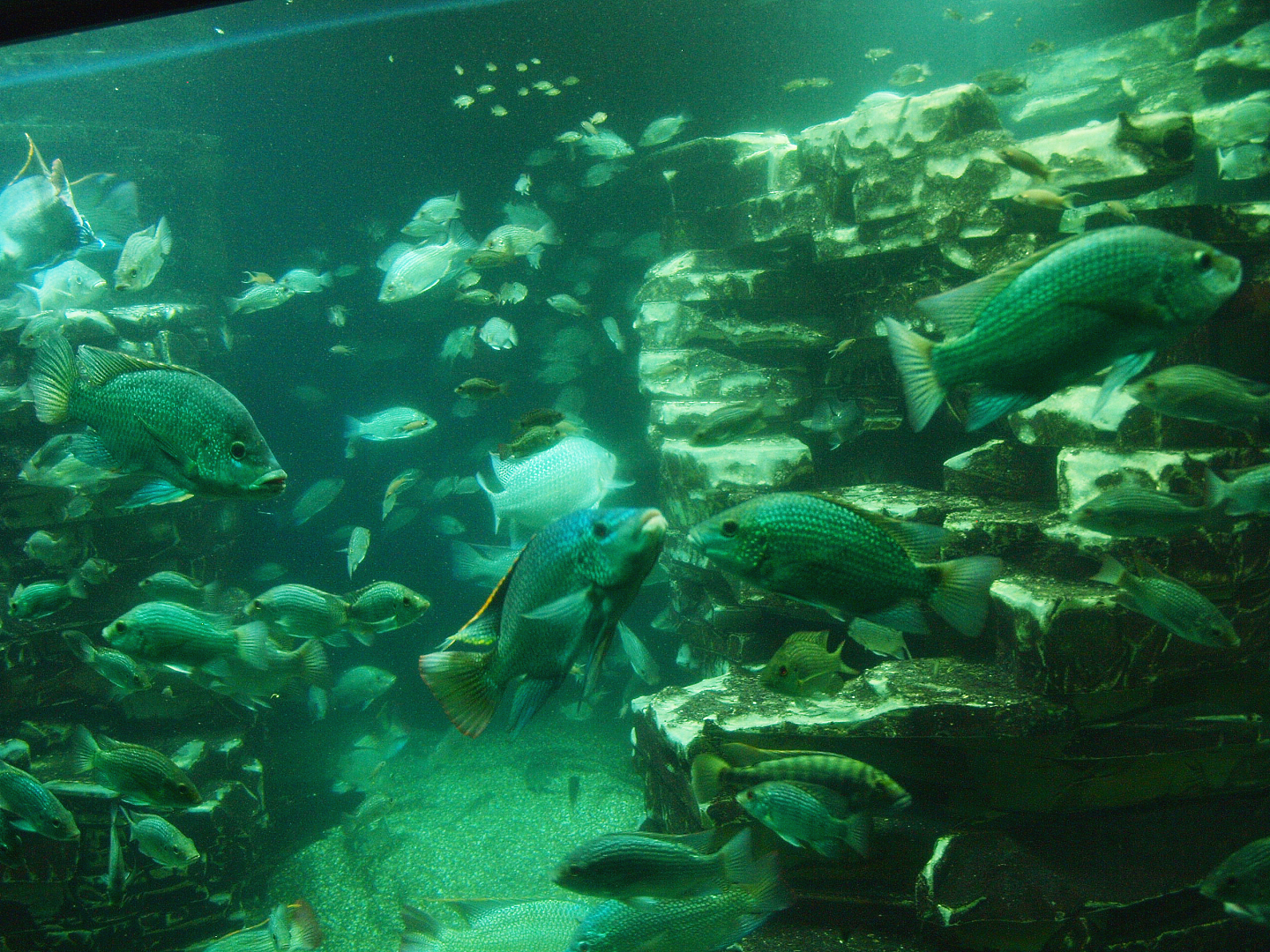 Biochron - Cichlids tank, 2015-07-19