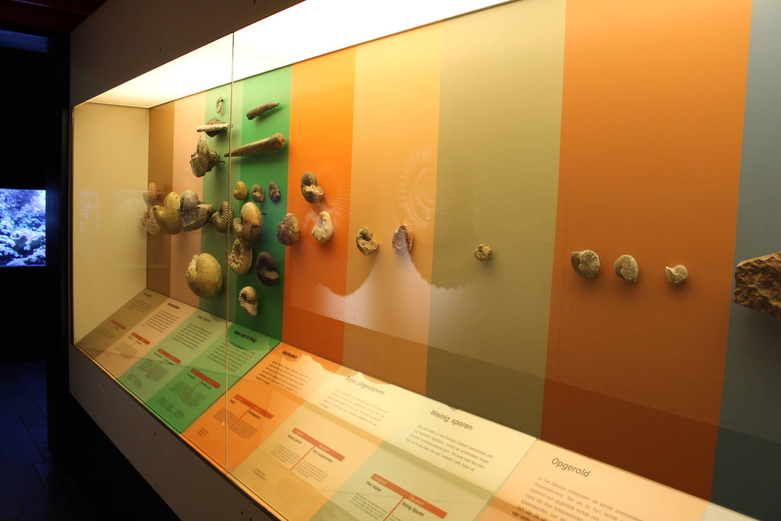 Biochron - Evolution of cephalopods display