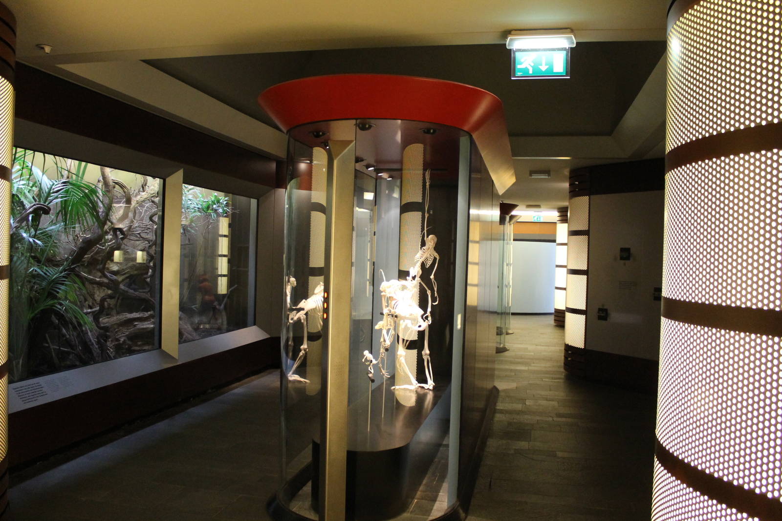 Biochron - Evolution of humans room