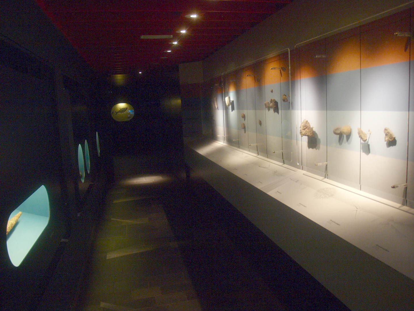 Biochron - Exhibition area with fossil displays, 2015-07-19