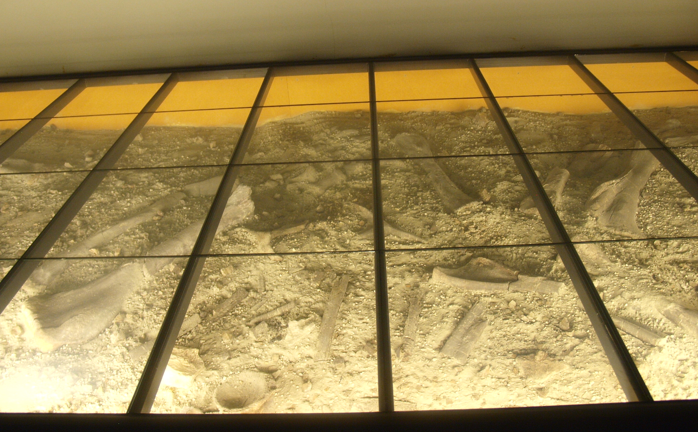 Biochron - Fossil dig display with glass walkway, 2015-07-19