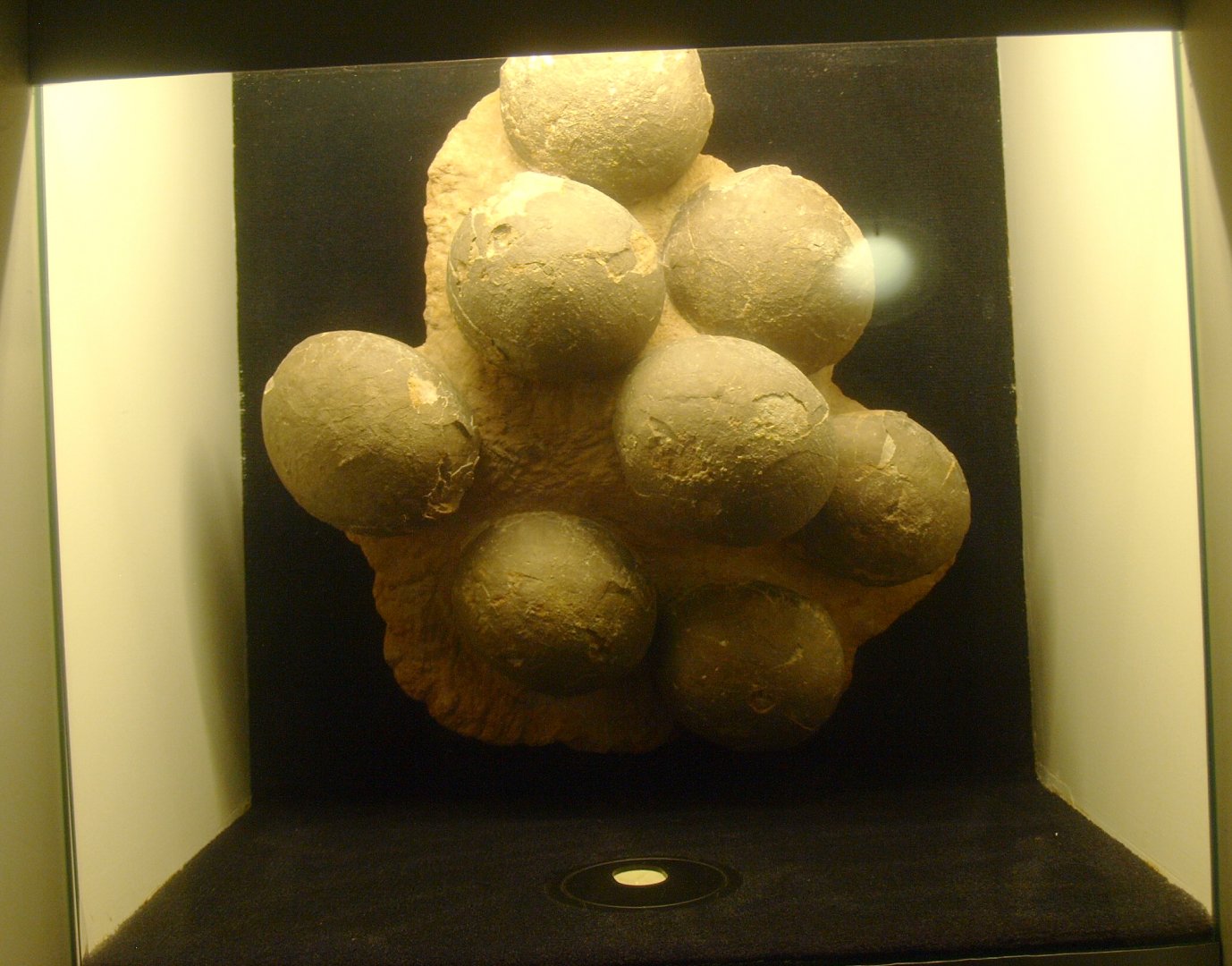 Biochron - Fossil dinosaur eggs display, 2015-07-19