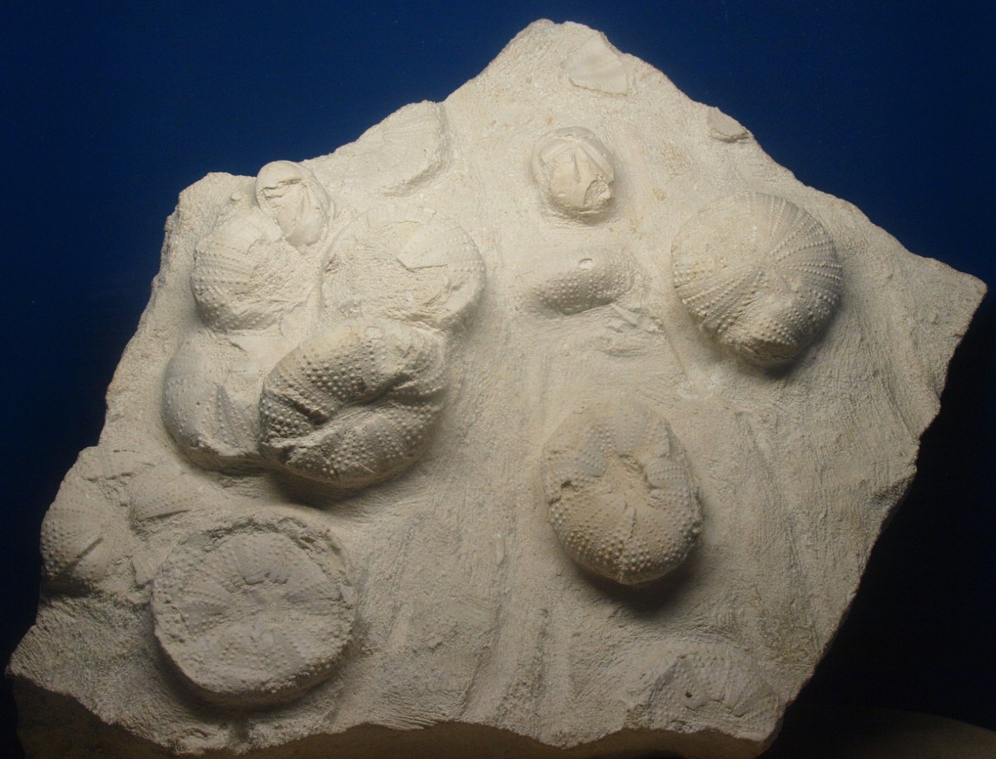Biochron - Fossil sea urchins, 2015-07-19