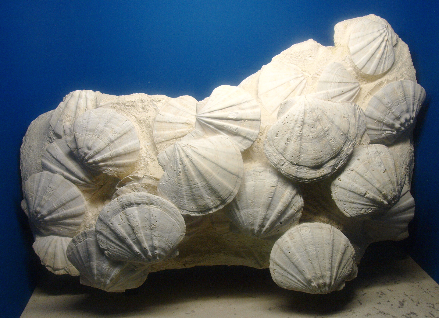 Biochron - Fossil shells, 2015-07-19