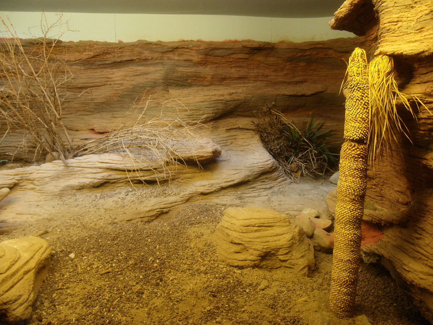 Biochron - Hispaniolan rhinoceros iguana terrarium, 2015-07-19
