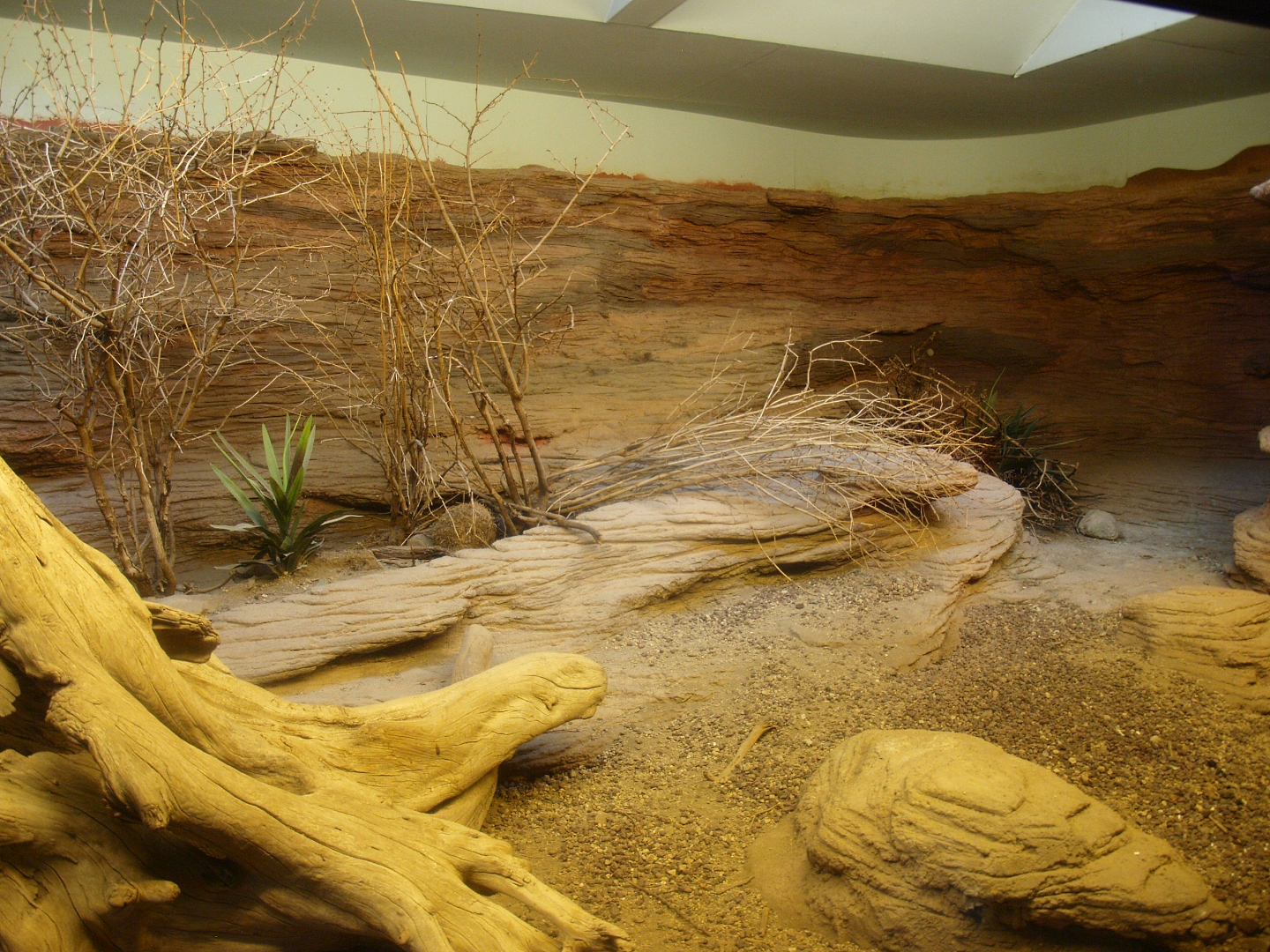 Biochron - Hispaniolan rhinoceros iguana terrarium, 2015-07-19