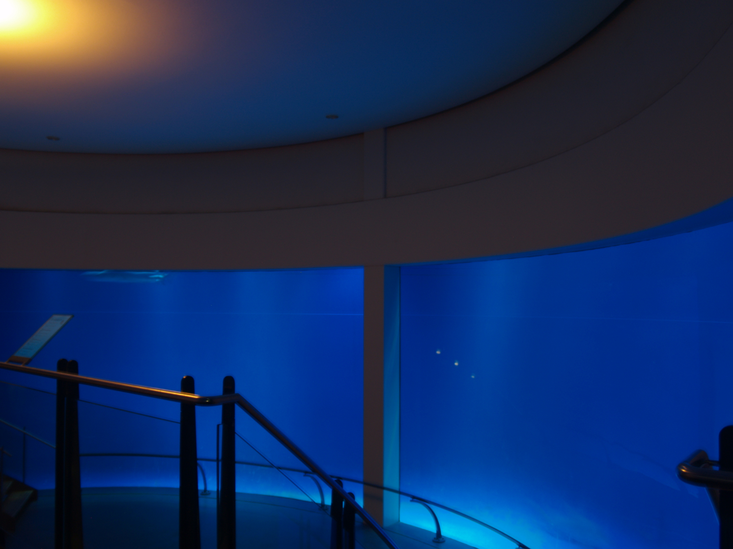 Biochron - Lemon shark tank, 2006-07-08