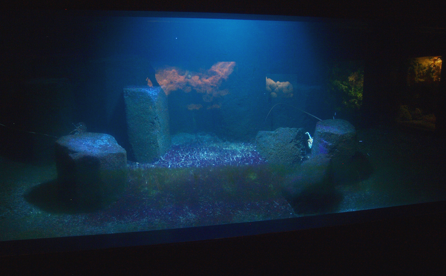 Biochron - Lobster tank,2015-07-19