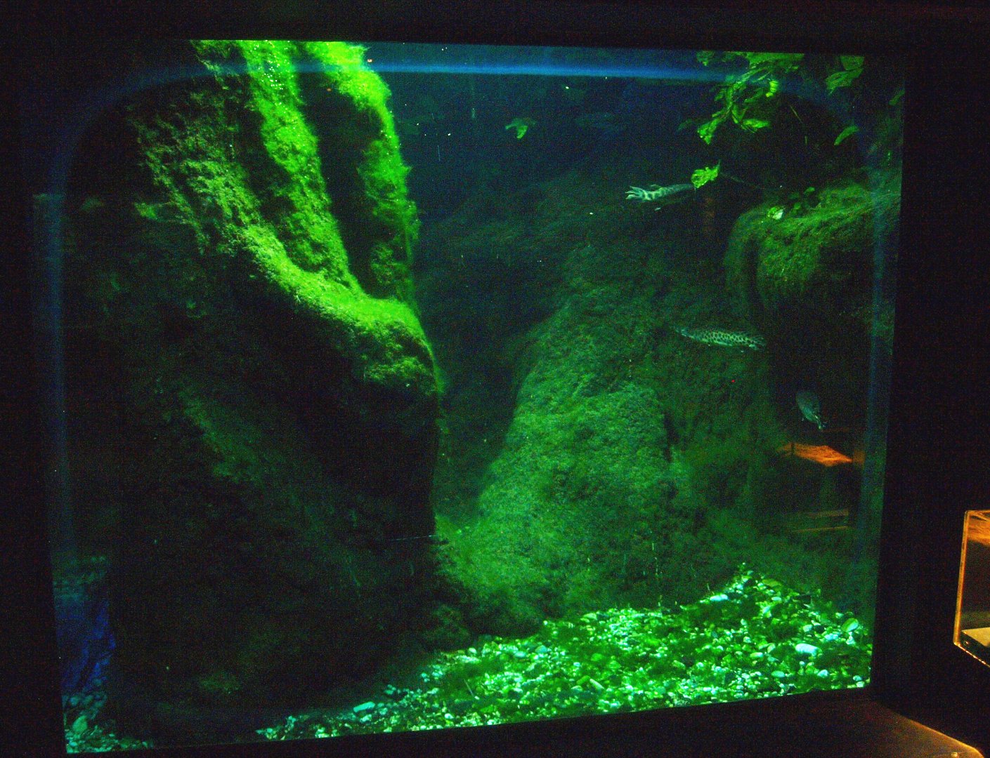 Biochron - Longnose gar tank, 2015-07-19
