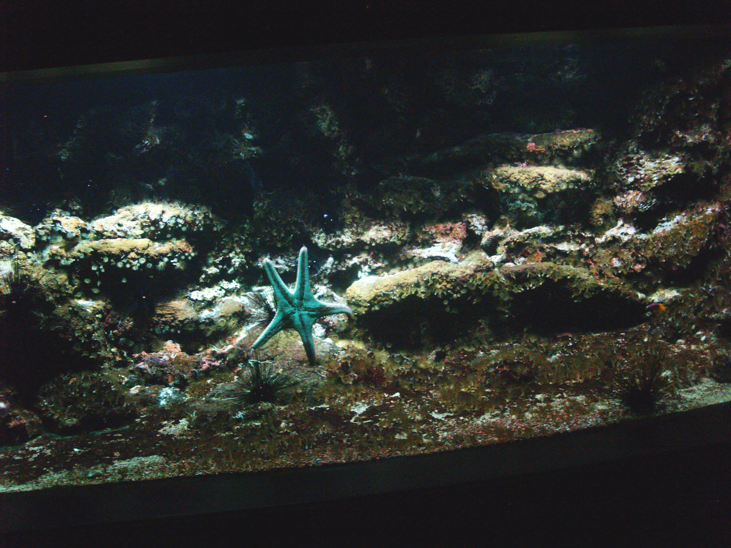 Biochron - Marine invertebrate and small fish tank, 2009-04-19