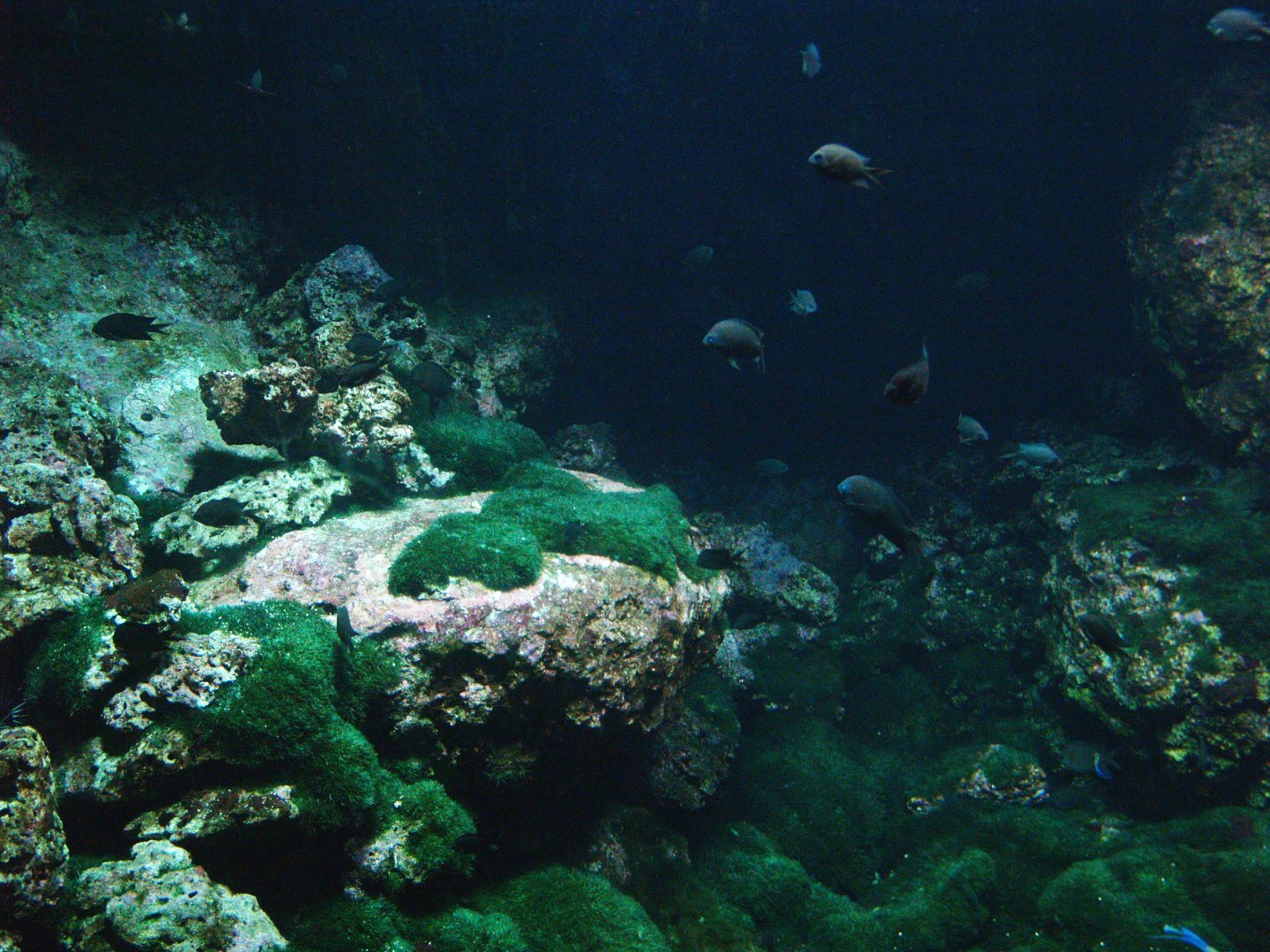 Biochron - Marine tank, 2009-04-19