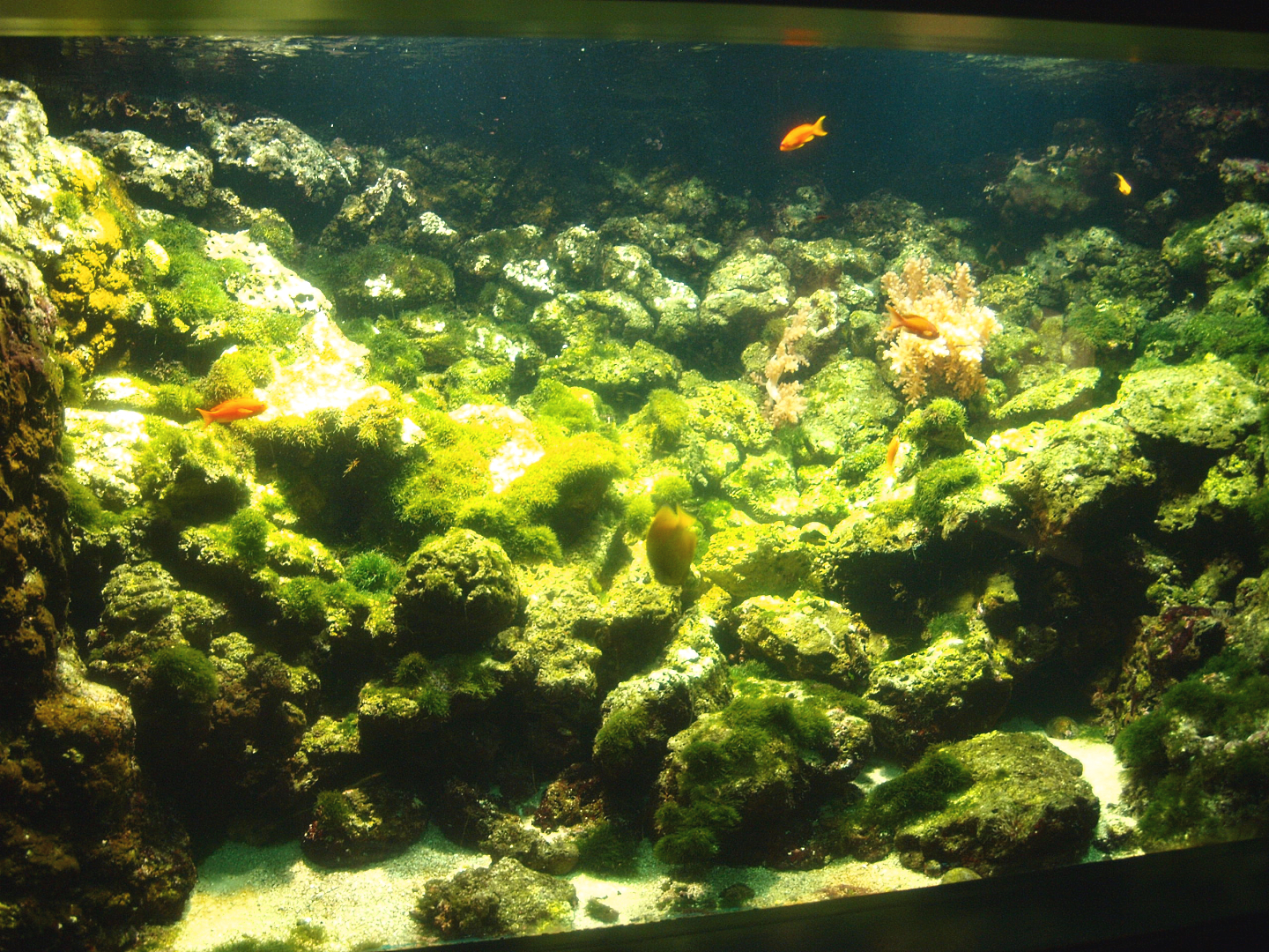 Biochron - Marine tank, 2015-07-19