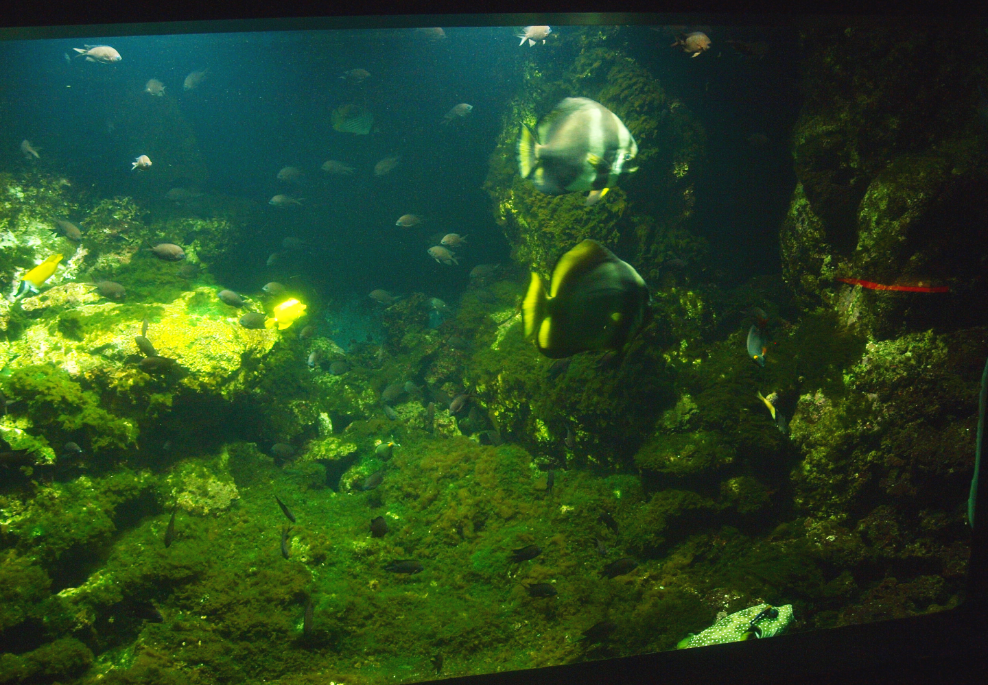 Biochron - Marine tank, 2015-07-19
