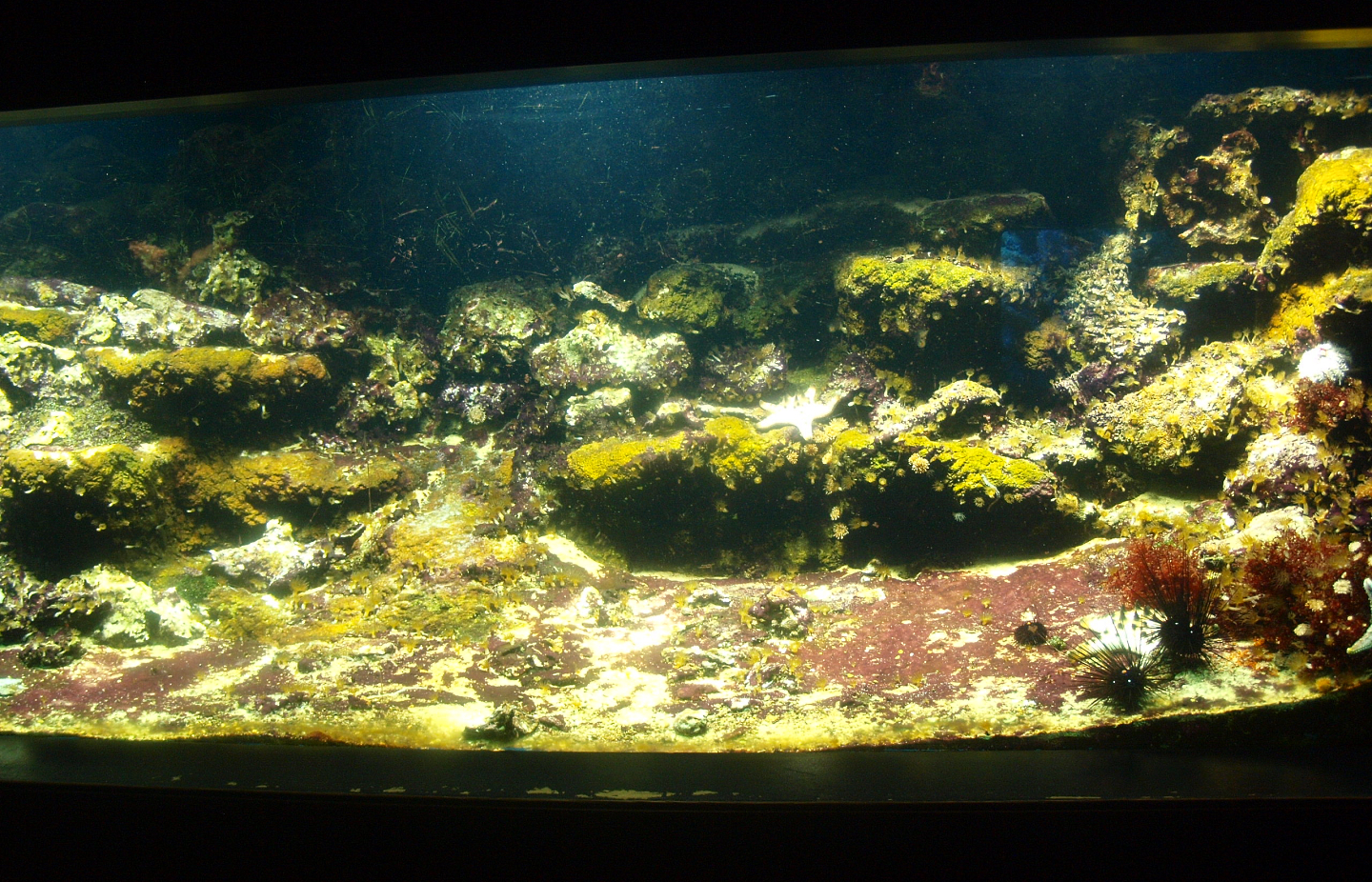 Biochron - Marine tank with invertebrates and small fish, 2015-07-19