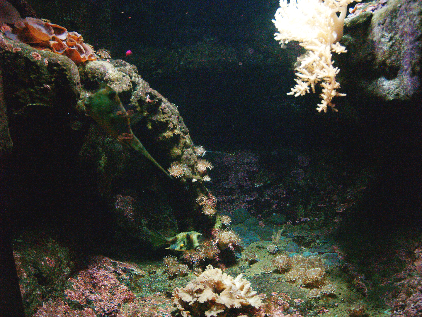 Biochron - Marine tank with Longhorn boxfish, 2009-04-19