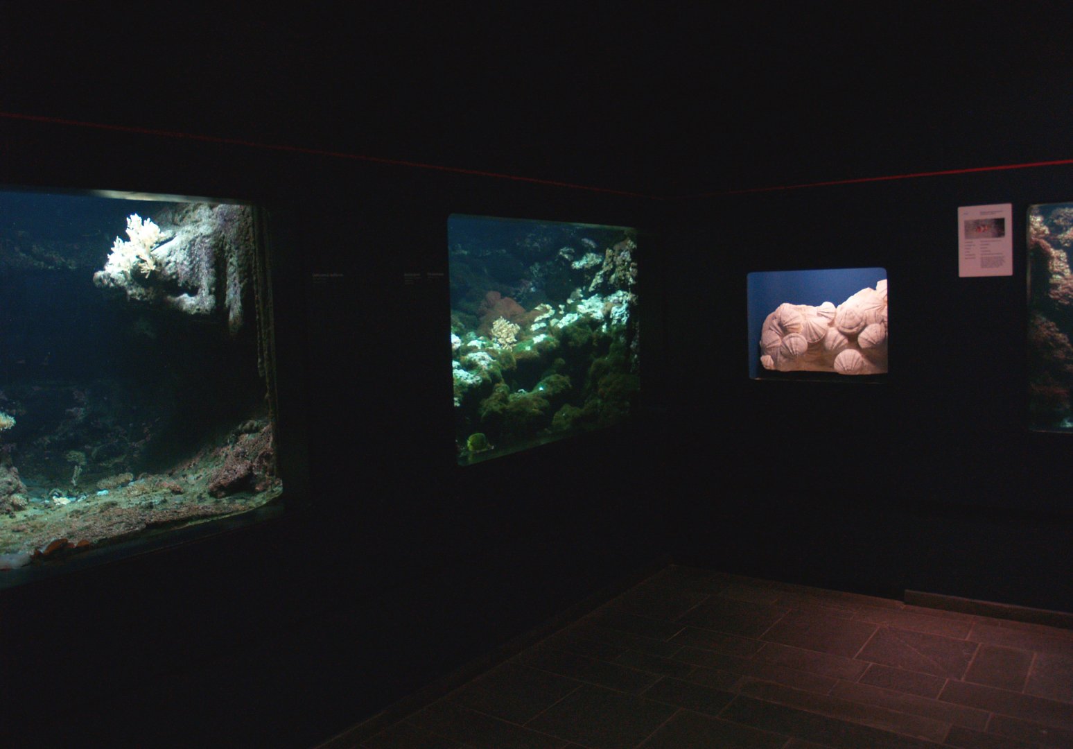 Biochron - Marine tanks and fossil shells display, 2008-03-01