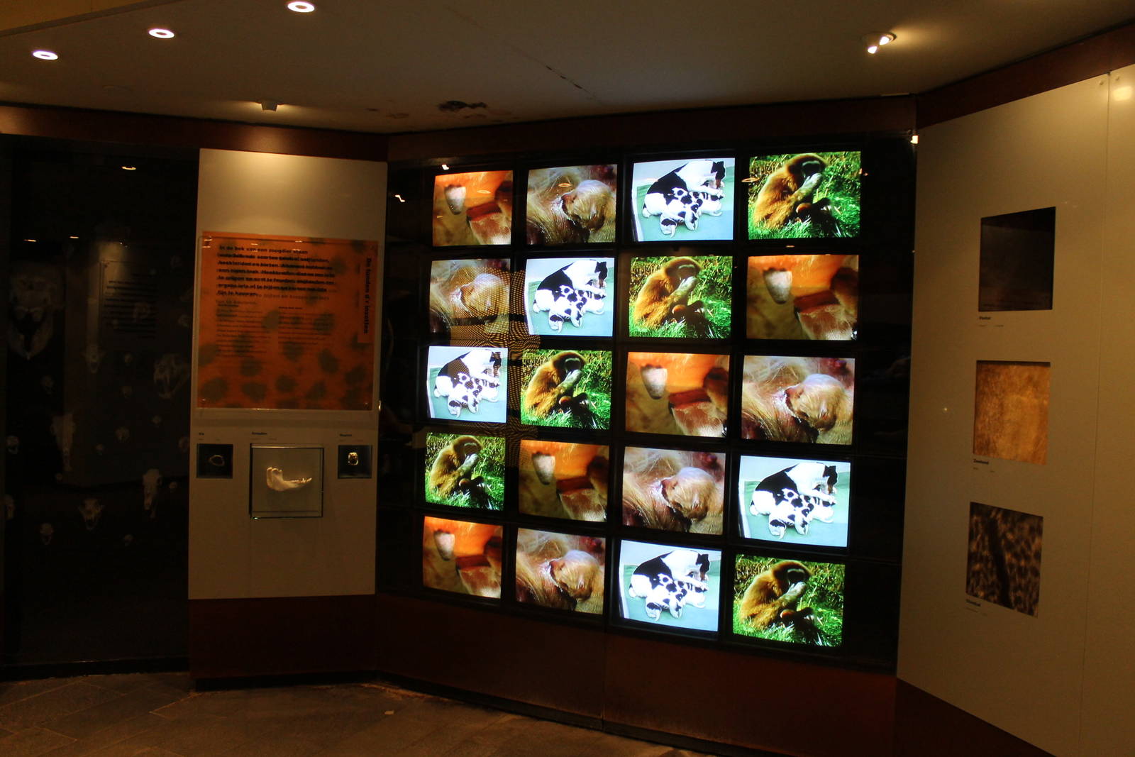 Biochron - Nursing mammals display