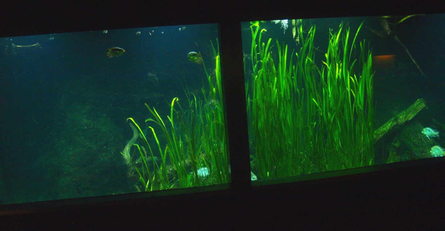 Biochron - Planted freshwater tank, 2015-07-19