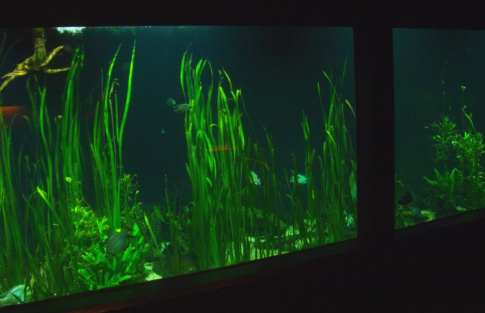 Biochron - Planted freshwater tank, 2015-07-19