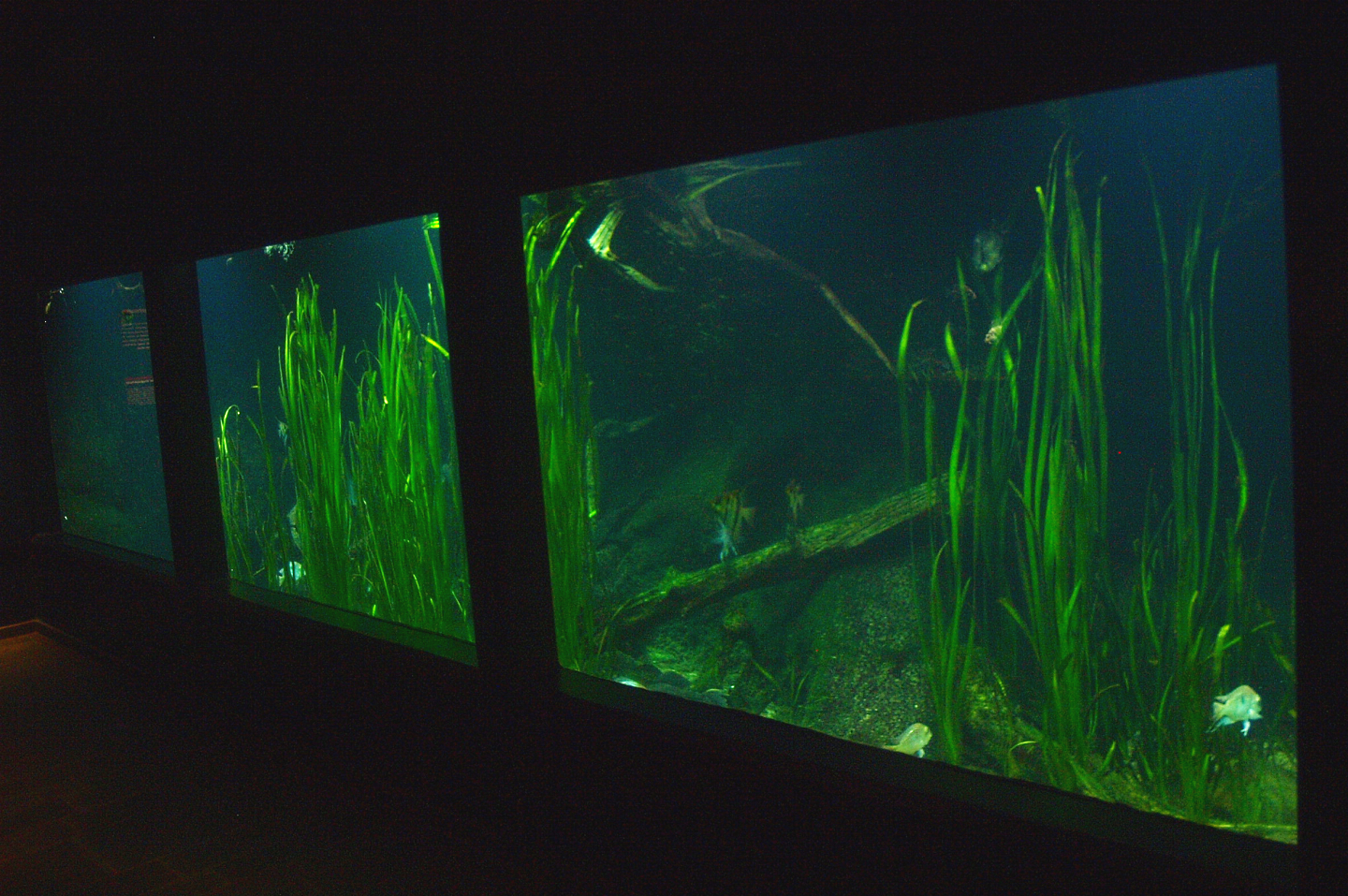 Biochron - Planted freshwater tank, 2015-07-19