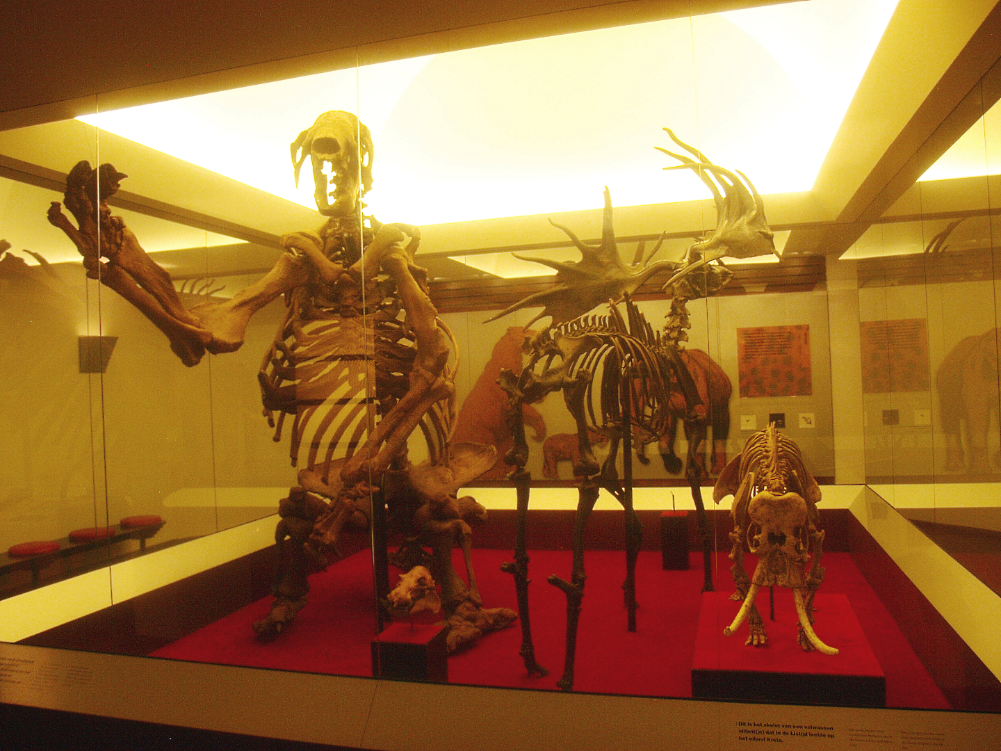 Biochron - Pleistocene mammal skeletons, 2015-07-19