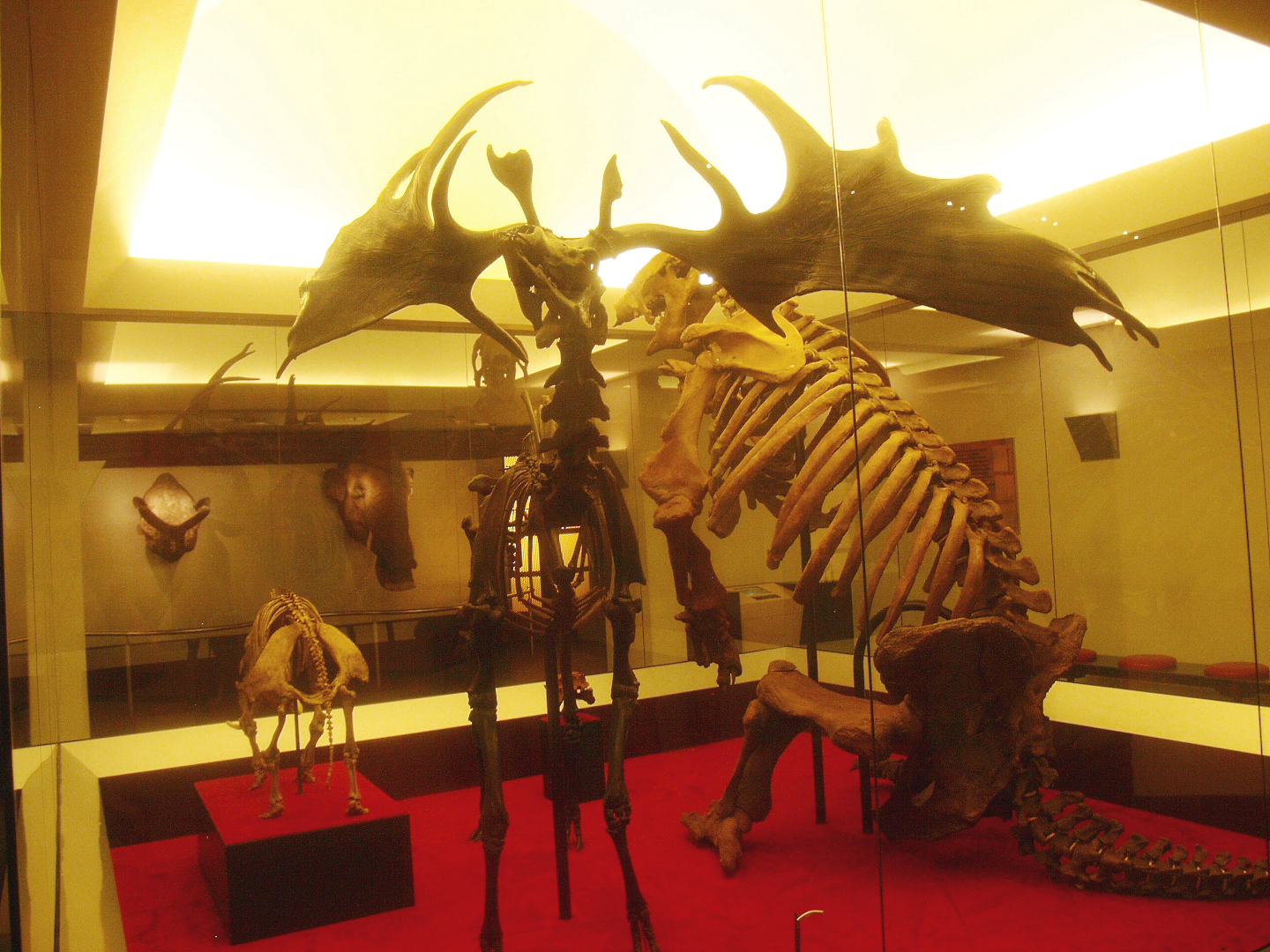Biochron - Pleistocene mammal skeletons, 2015-07-19