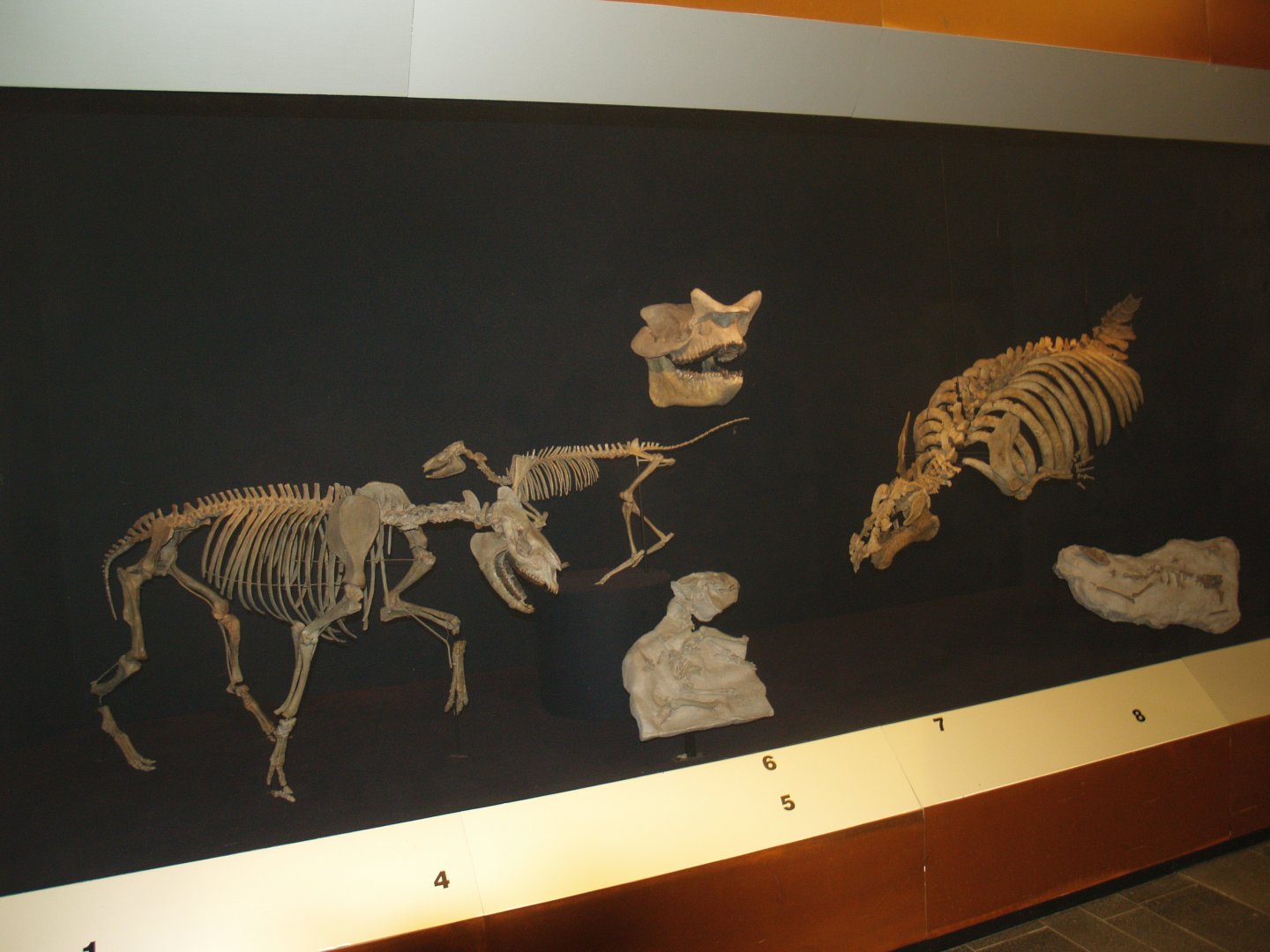 Biochron - Prehistoric mammal skeletons display, 2008-03-01