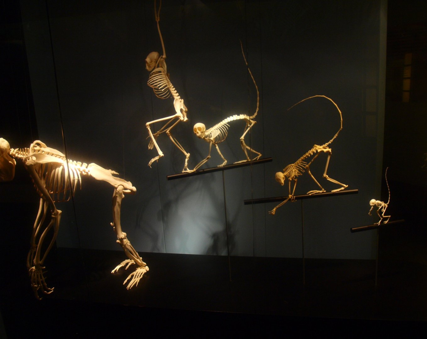 Biochron - Primate skeletons, 2015-07-19