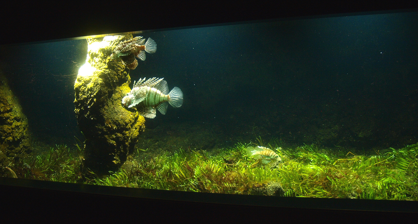 Biochron - Red ionfish tank, 2015-07-19