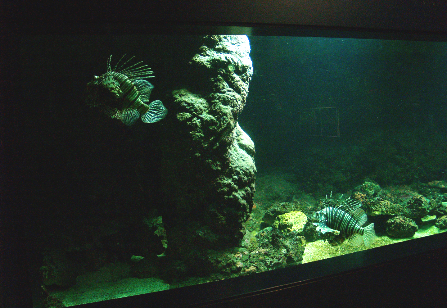 Biochron - Red lionfish tank, 2008-03-01