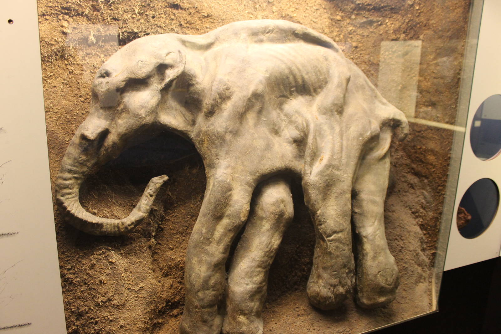 Biochron - Replica of woolly mammoth young