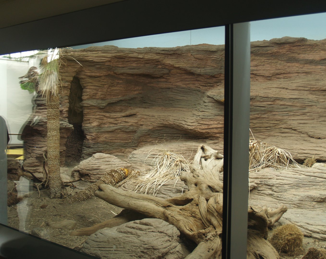 Biochron - Rhinoceros iguana terrarium, 2006-07-08