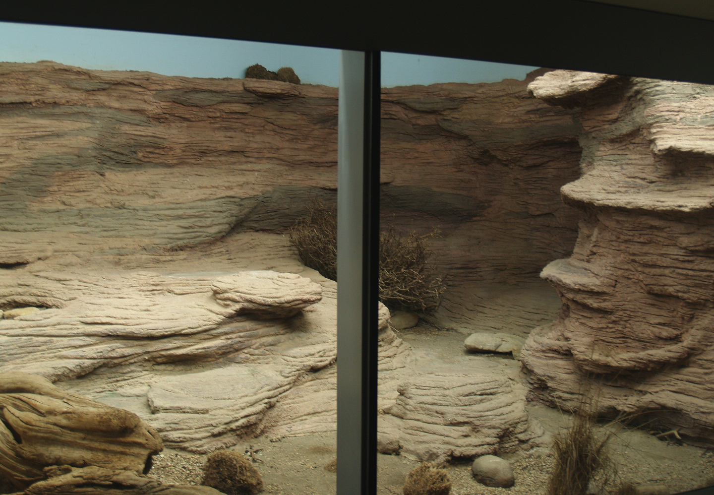 Biochron - Rhinoceros iguana terrarium, 2006-07-08