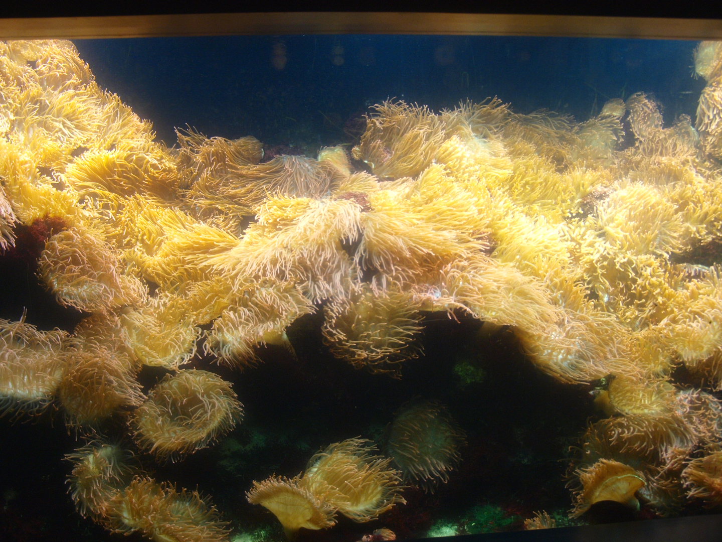 Biochron - Sea anemone tank, 2015-07-19