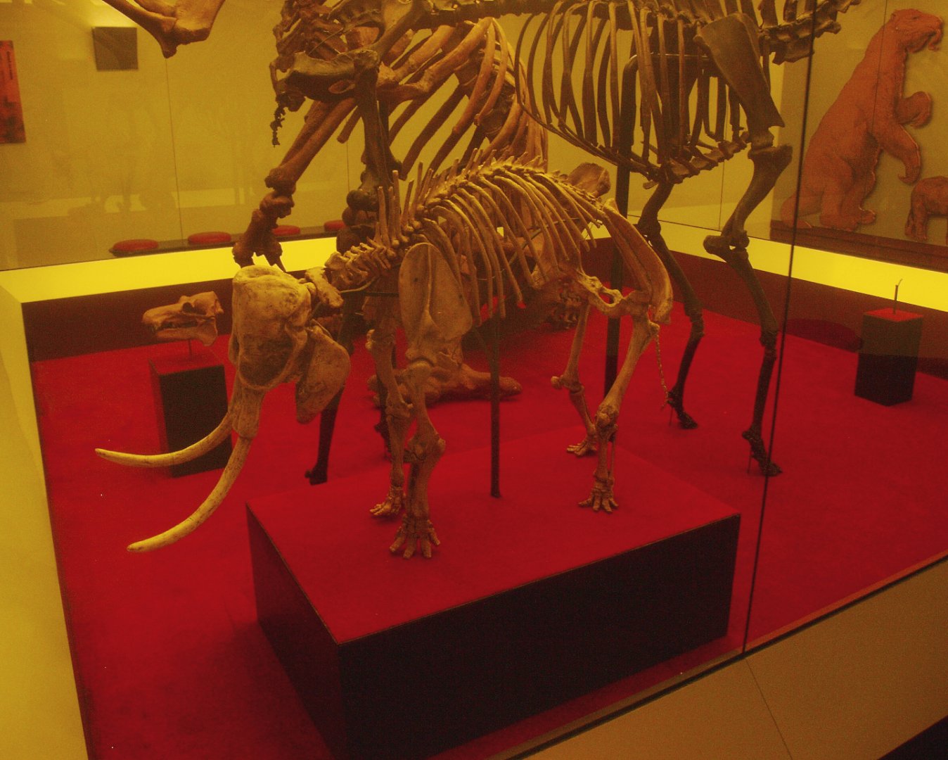 Biochron - Skeleton of Pygmy elephant Palaeoloxodon falconeri, 2015-07-19