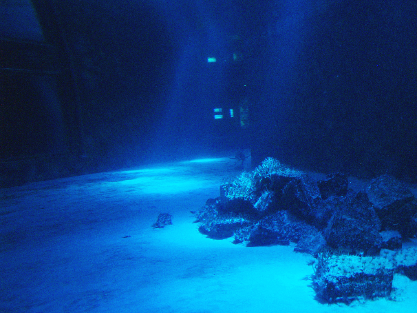 Biochron - Smaller shark tank, 2009-04-19