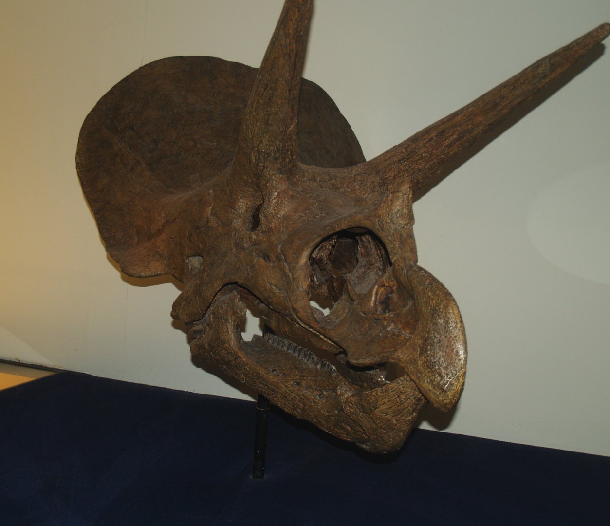 Biochron - Triceratops skull, 2008-03-01