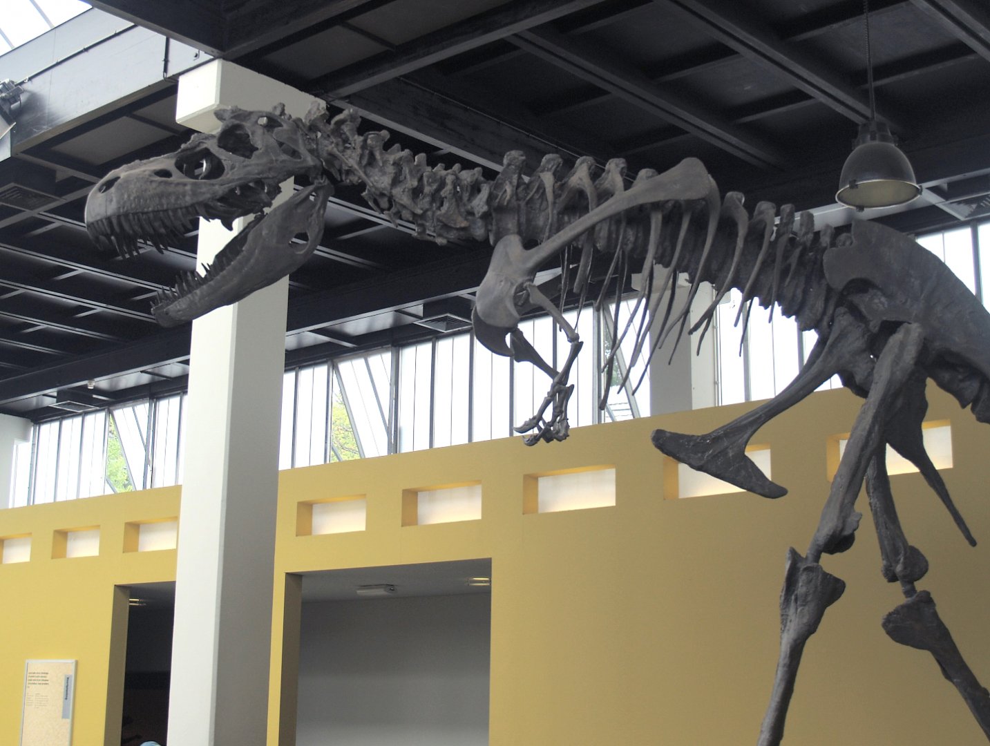 Biochron - Tyrannosaurus rex skeleton, 2006-07-08