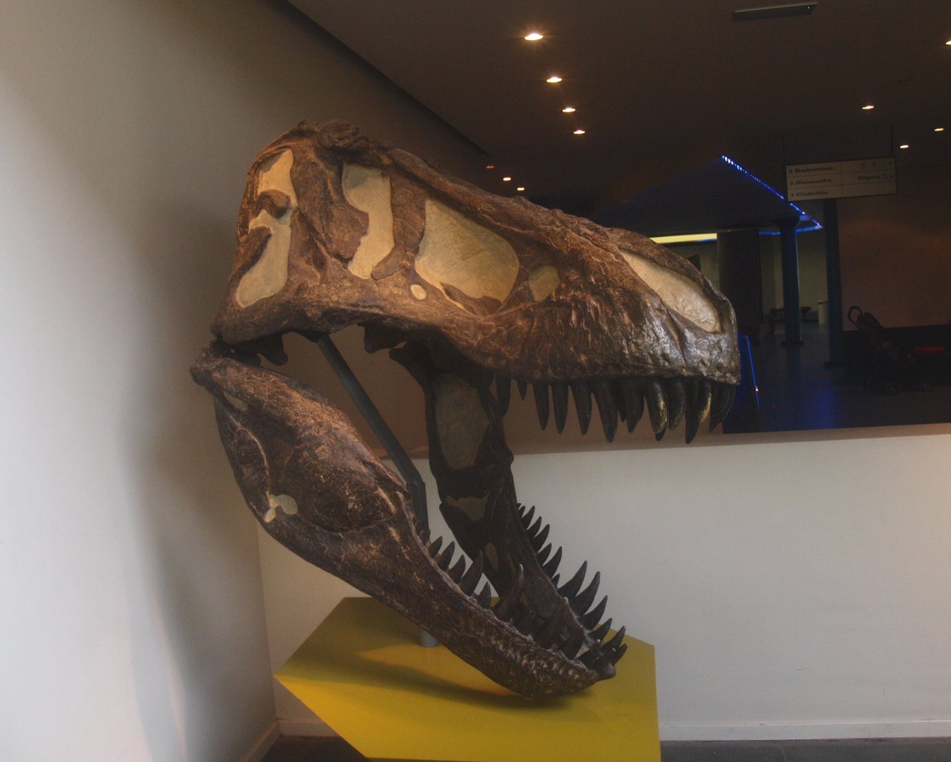 Biochron - Tyrannosaurus rex skull, 2015-07-19
