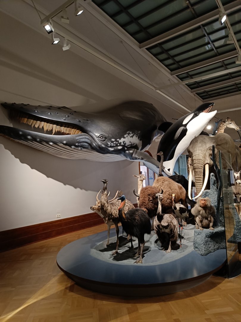 Biodiversity hall in 'Wonders of Life' gallery - Magdeburg Museum
