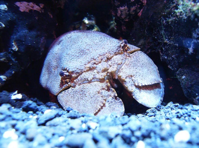 Biodiversity Hall tanks