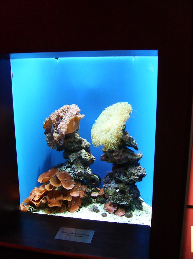 Biodiversity Hall tanks