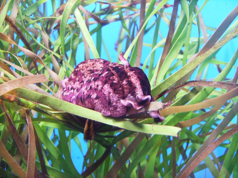 Biodiversity Hall tanks
