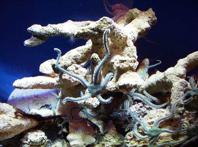 Biodiversity Hall tanks