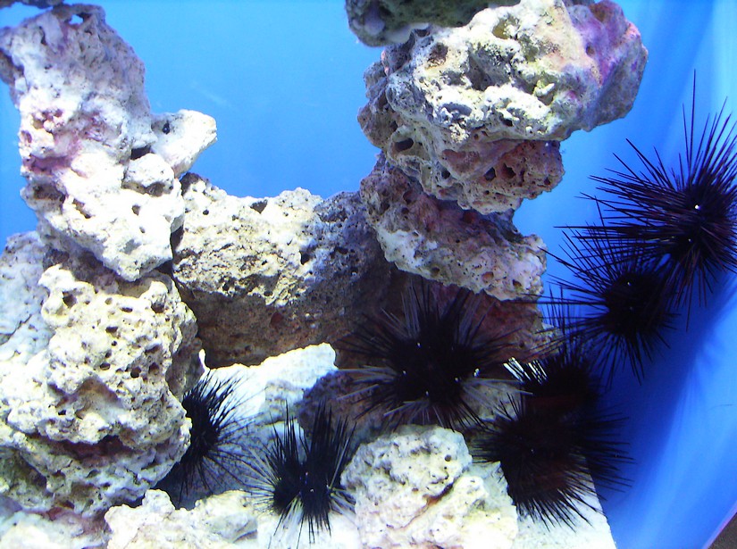 Biodiversity Hall tanks
