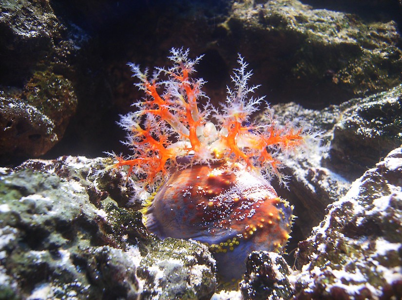 Biodiversity Hall tanks